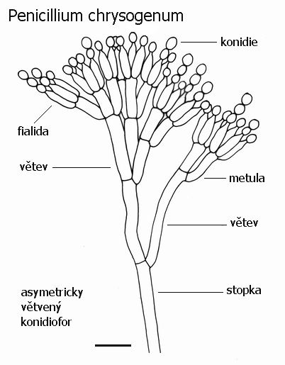 penicillium notatum diagram