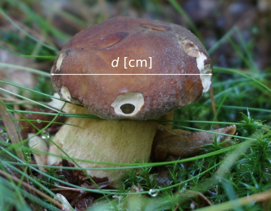Boletus edulis